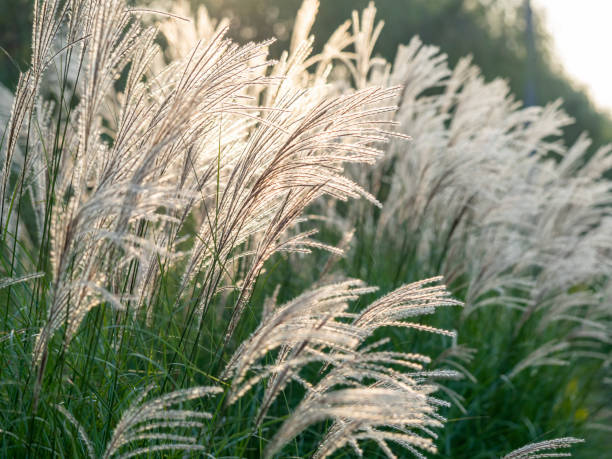 Miscanthus Flower Seeds – Heirloom, Non-GMO, High Germination Seeds