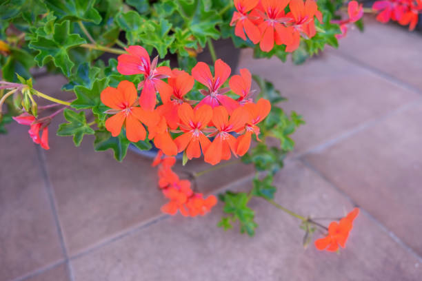 Pelargonium Peltatum Blumensamen – Alte Sorte, gentechnikfrei, hochkeimfähig, Bio-Gartensamen zum Pflanzen