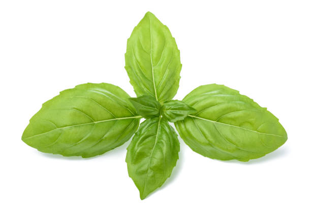 Italian Large Leaf Basil Seeds – Heirloom, Non-GMO, High Germination Seeds for Herb Gardens