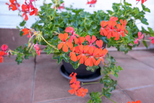 Pelargonium Peltatum Blumensamen – Alte Sorte, gentechnikfrei, hochkeimfähig, Bio-Gartensamen zum Pflanzen