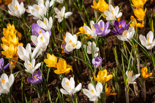 Safran-Blumensamen gemischt – Alte Sorte, gentechnikfrei, keimstark, Bio-Gartensamen zum Pflanzen