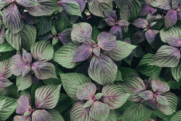 Purple Green Shiso Seeds for Planting Perilla – Heirloom, Non-GMO, High Germination Seeds