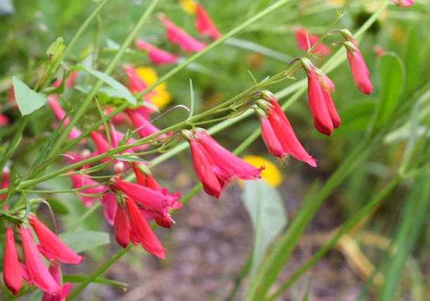 Penstemon Flower Seeds Red – Heirloom, Non-GMO, High Germination Seeds
