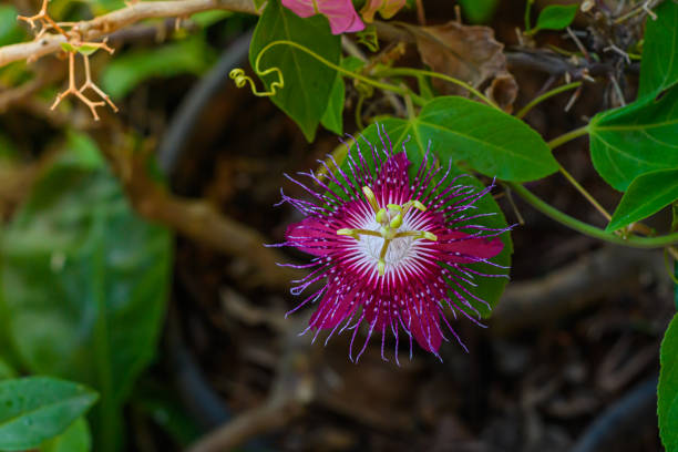 Passion Flower Seeds Red – Heirloom, Non-GMO Seeds for Planting