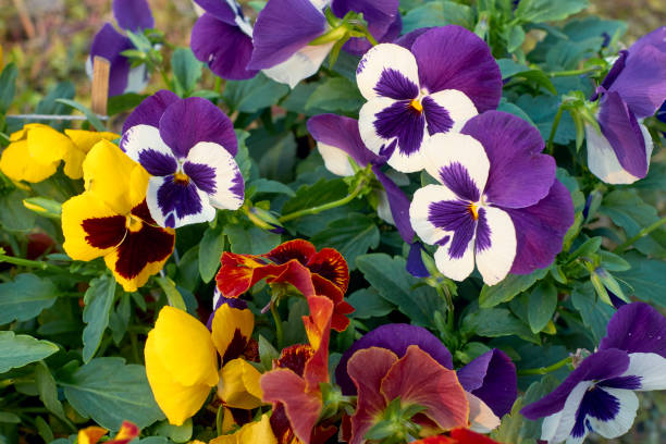 Mixed Pansy Flower Seeds – Heirloom, Non-GMO, High Germination Seeds