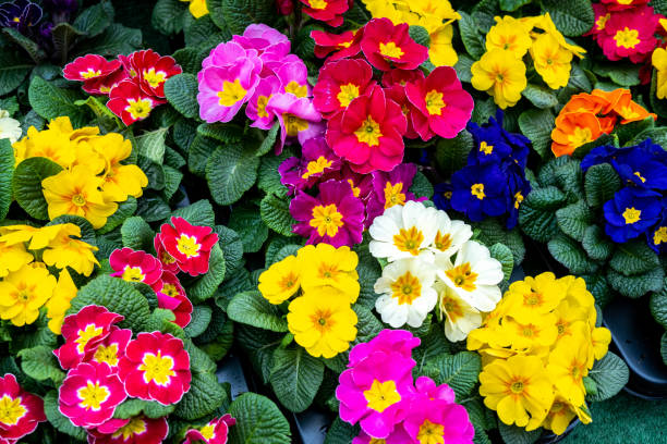 Mixed Primrose Flower Seeds – Heirloom, Non-GMO, High Germination Seeds