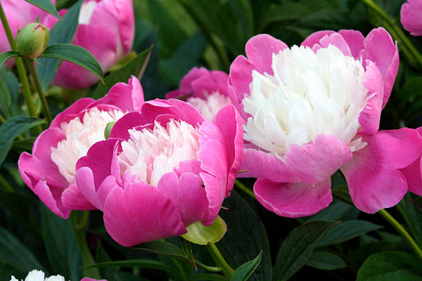 Pink White Peony Flower Seeds – Heirloom, Non-GMO, High Germination Seeds