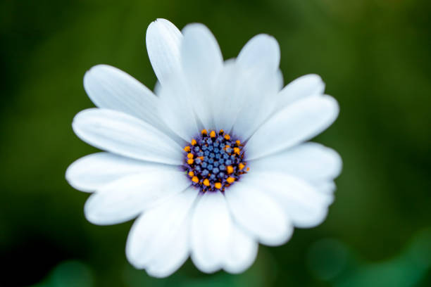 White Osteospermum Flower Seeds – Heirloom, Non-GMO, High Germination Seeds
