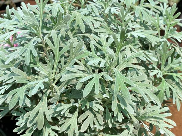 Green Absinthe Plant Seeds for Planting – Heirloom, Non-GMO Organic Garden Seeds