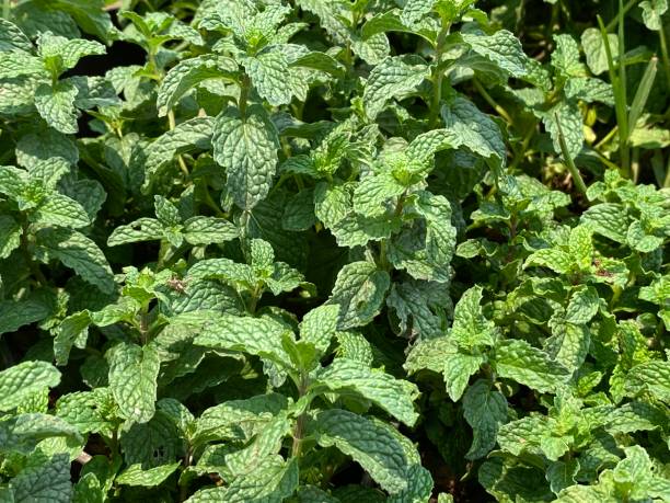 Green Mentha Spicata (Spearmint) Herb Plant Seeds for Garden and Flavor – Heirloom, Non-GMO, High Germination Seeds