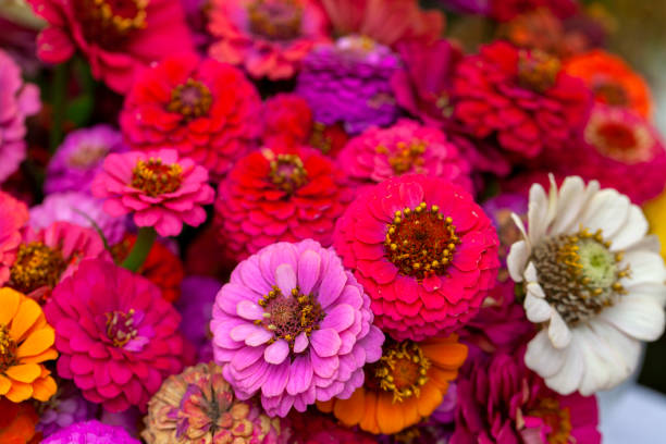 Gemischte Zinnien-Samen – Alte Sorte, gentechnikfrei, keimstark, Bio-Gartensamen