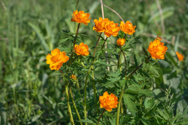 Orangene Trollblume Samen – Alte Sorte, gentechnikfrei, keimstark, Bio-Gartensamen zum Pflanzen