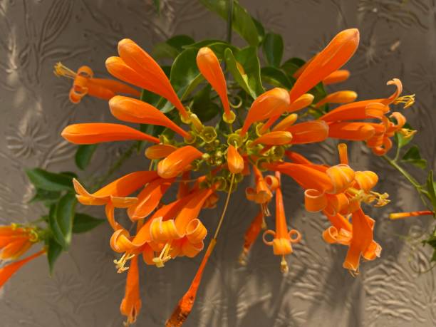 Orange Pyrostegia Flower Seeds – Heirloom Non-GMO High Germination Seeds