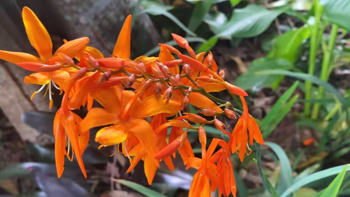 Orange Crocosmia Flower Seeds – Heirloom, Non-GMO, High Germination Seeds