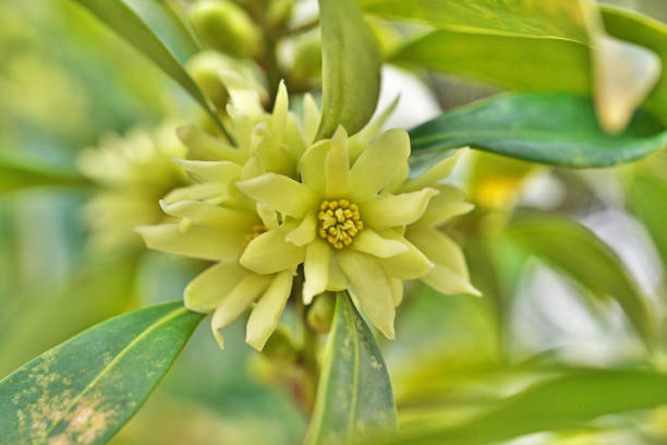 Pachysandra Flower Seeds Yellow – Heirloom, Non-GMO, High Germination Seeds