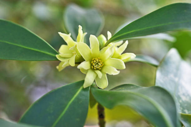 Pachysandra Flower Seeds Yellow – Heirloom, Non-GMO, High Germination Seeds