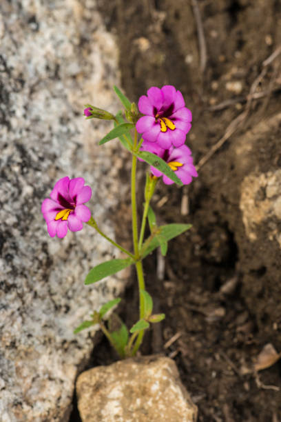 Pink Mimulus Flower Seeds – Heirloom, Non-GMO, High Germination Seeds