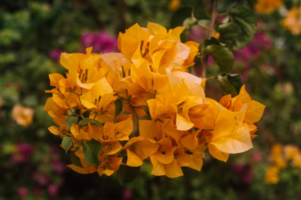 Orange Azalea Flower Seeds – Heirloom, Non-GMO, High Germination Seeds