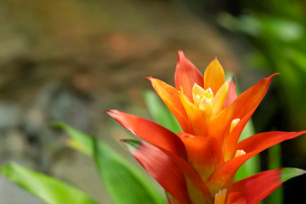 Orange Bromeliad Plant Seeds – Heirloom, Non-GMO, High Germination, Organic Garden Seeds