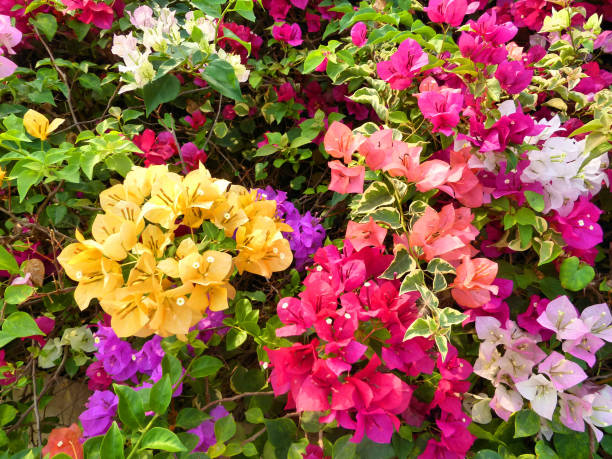 Mixed Bougainvillea Flower Seeds – Heirloom, Non-GMO, High Germination Seeds