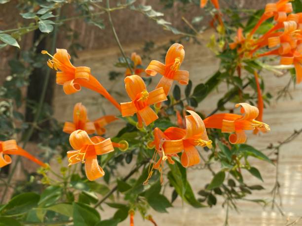Orange Pyrostegia Venusta Flower Seeds – Heirloom, Non-GMO, High Germination Seeds