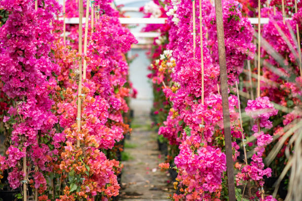 Bougainvillea Flower Seeds Mixed – Heirloom, Non-GMO, High Germination Seeds