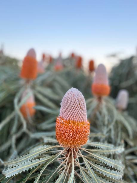 Orange Banksia Flower Seeds – Heirloom, Non-GMO, High Germination Seeds