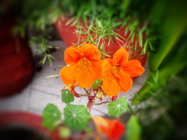 Orange Cress Flower Seeds – Heirloom Non-GMO High Germination Seeds for Planting
