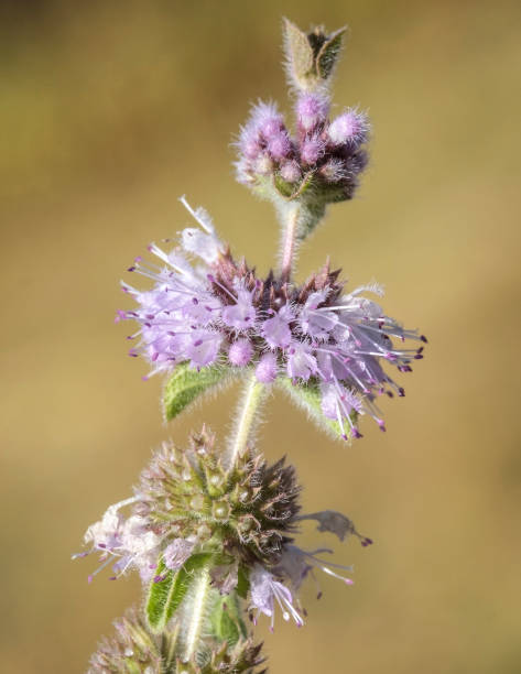 Purple Pennyroyal Herb Plant Seeds for Planting | Heirloom Non-GMO High Germination Organic Garden Seeds