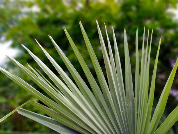 Serenoa Repens Plant Seeds – Hardy Plant for Your Garden - Heirloom &amp; Non-GMO Seeds for planting Seeds for Planting