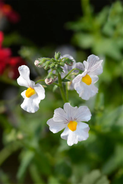 Semillas de flor de Nemesia Blanca – Cimelio Orgánico No Transgénico para Jardín