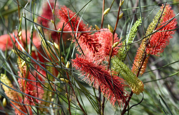 Mixed Grevillea Flower Seeds – Heirloom, Non-GMO, High Germination Seeds