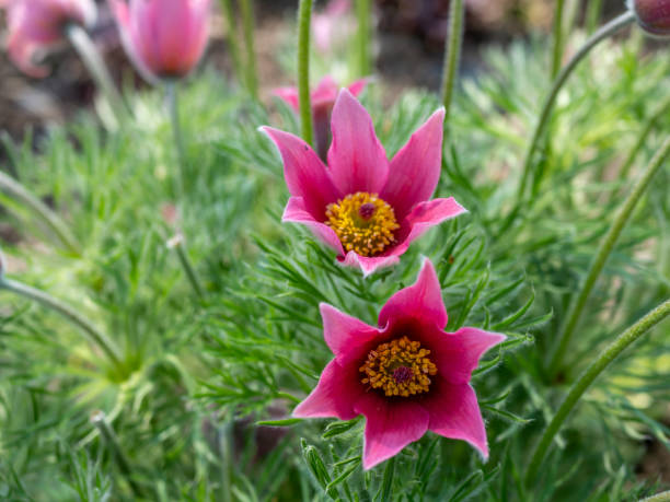 Pink Pasque Flower Seeds – Heirloom, Non-GMO, High Germination Seeds