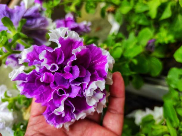 Mix Double Petunia Flower Seeds – Heirloom, Non-GMO, High Germination Seeds