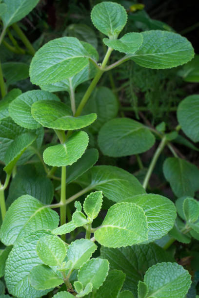 Oregano Herb Seeds for Planting – Heirloom, Non-GMO, High Germination Organic Garden Seeds