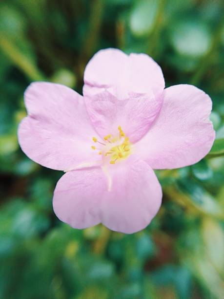 Pale Pink Pimpernel Flower Seeds – Heirloom, Non-GMO, High Germination Seeds