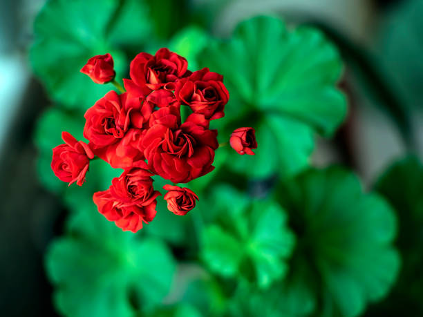Maroon Geranium Pelargonium Flower Seeds – Heirloom, Non-GMO Seeds