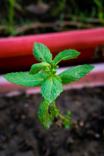Green Mentha Spicata (Spearmint) Herb Plant Seeds for Garden and Flavor – Heirloom, Non-GMO, High Germination Seeds