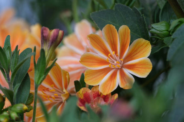 Orange Lewisia Flower Seeds – Heirloom, Non-GMO, High Germination Seeds