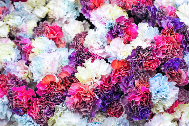 Mixed Caryophyllus Flower Seeds – Heirloom, Non-GMO, High Germination Seeds