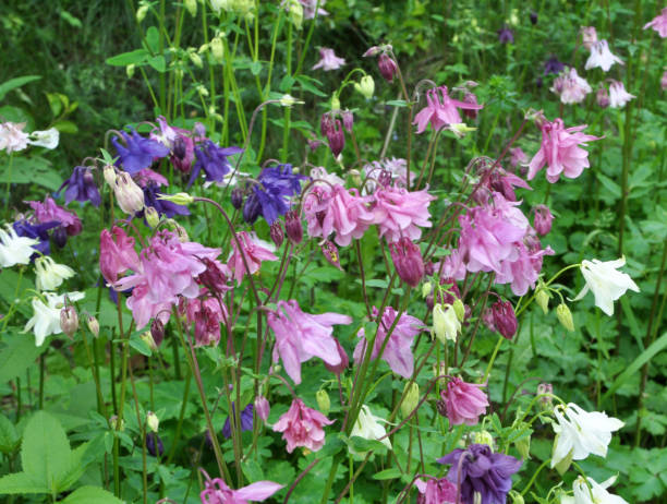 Mixed Double Aquilegia Flower Seeds – Heirloom, Non-GMO Garden Seeds