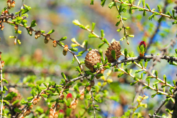 Green Larix Occidentalis Plant Seeds – Heirloom, Non-GMO Seeds for Planting