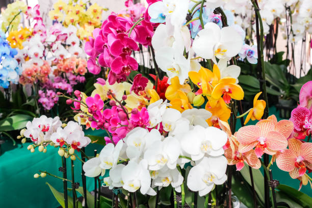 Mixed Paphiopedilum Orchid Flower Seeds – Heirloom, Non-GMO, High Germination Seeds