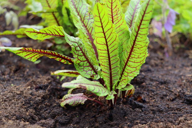 French Sorrel Herb Seeds – Heirloom Non-GMO High Germination Seeds for Planting