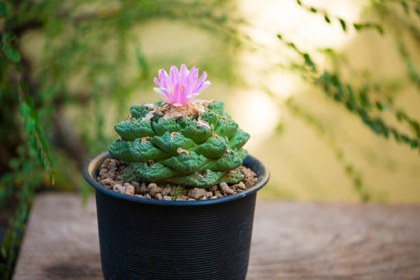 Pelecyphora Strobiliformis Flower Seeds – Heirloom, Non-GMO Seeds for Planting