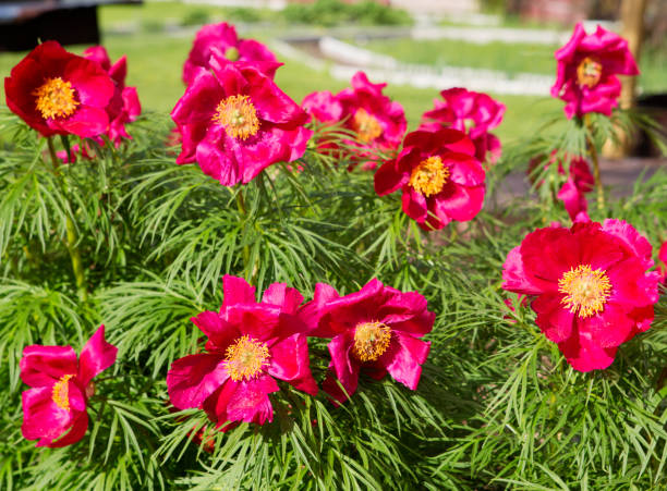 Red Paeonia Tenuifolia Flower Seeds – Heirloom, Non-GMO, High Germination Seeds