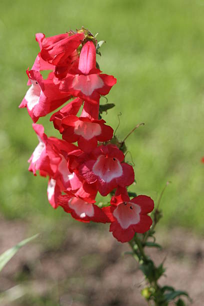 Red White Penstemon Flower Seeds – Heirloom, Non-GMO, High Germination Seeds