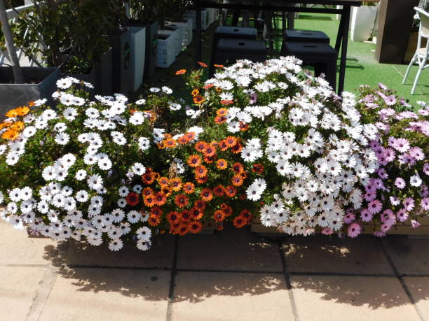 Mixed Osteospermum Flower Seeds – Heirloom, Non-GMO, High Germination Seeds