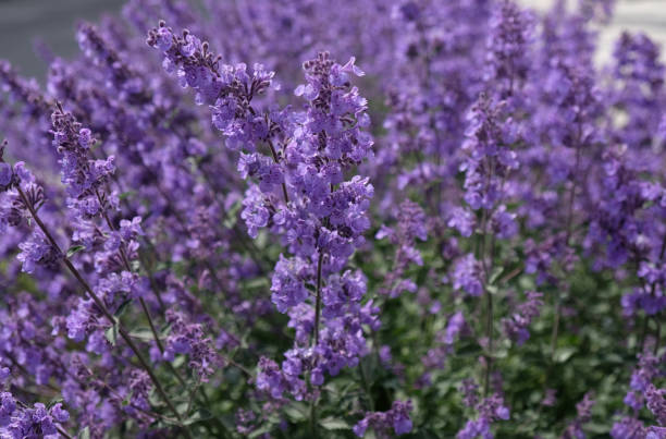 Persian Catmint (Nepeta mussinii) Seeds for Planting – Heirloom, Non-GMO Organic Garden Seeds
