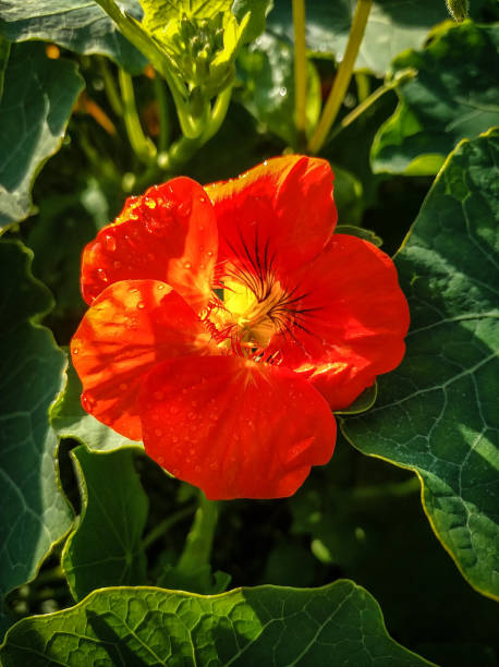 Red Nasturtium Flower Seeds – Heirloom, Non-GMO, High Germination Seeds